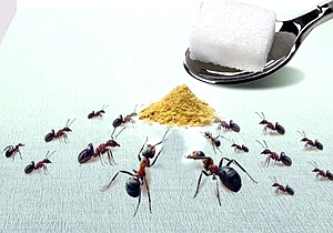 天津灭蚂蚁公司