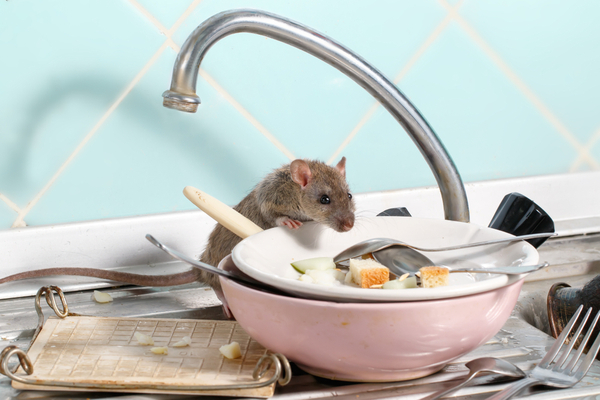 天津灭鼠公司​，帮您消除家中的老鼠。