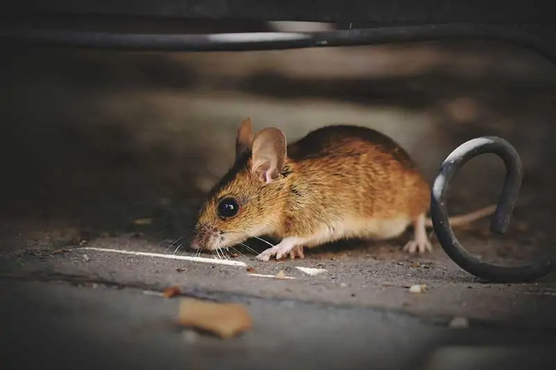 house-mouse-3