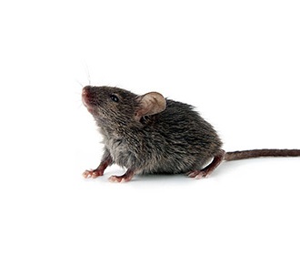 天津灭鼠公司,​帮您解决家中的鼠患问题。