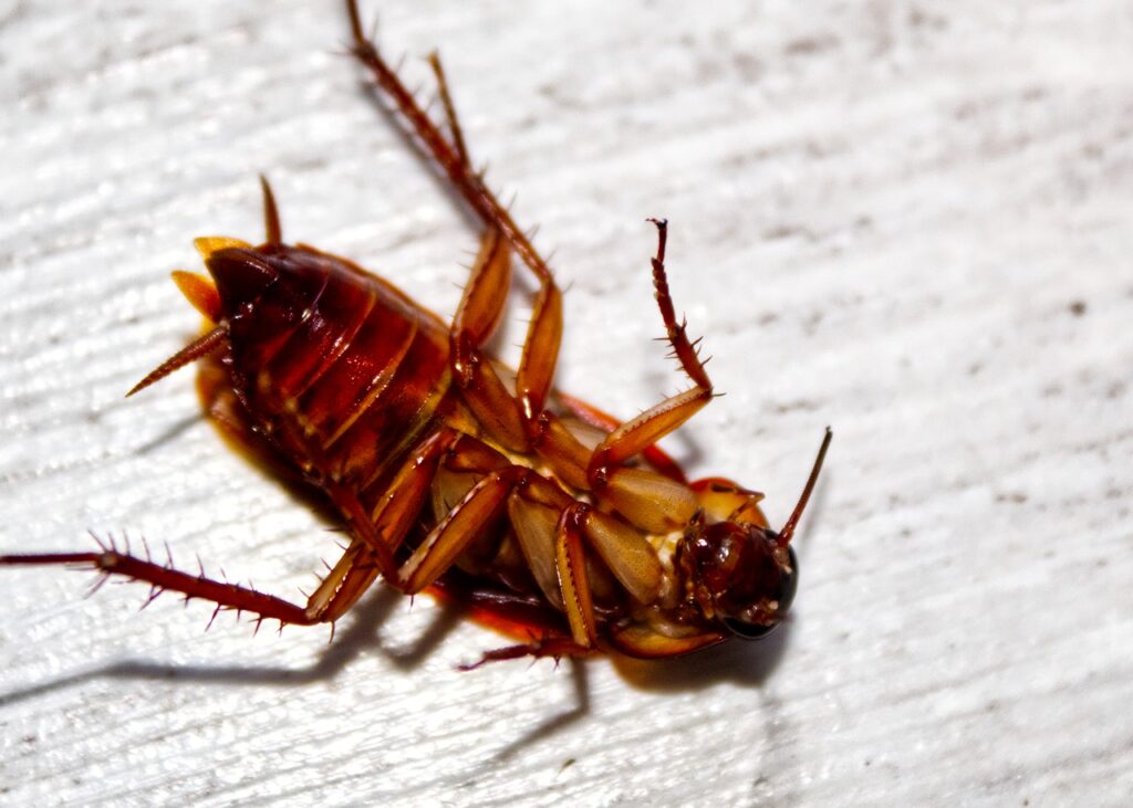 dead-cockroach-closeup2-1024x731